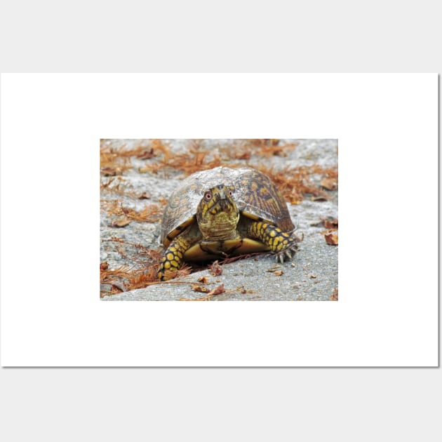 Eastern Box Turtle Wall Art by Cynthia48